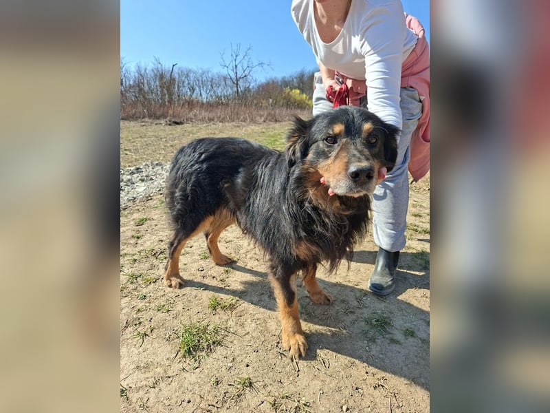 Zorro, sportlicher Clown, ca. 4 Jahre, ca. 44cm, ca. 12kg