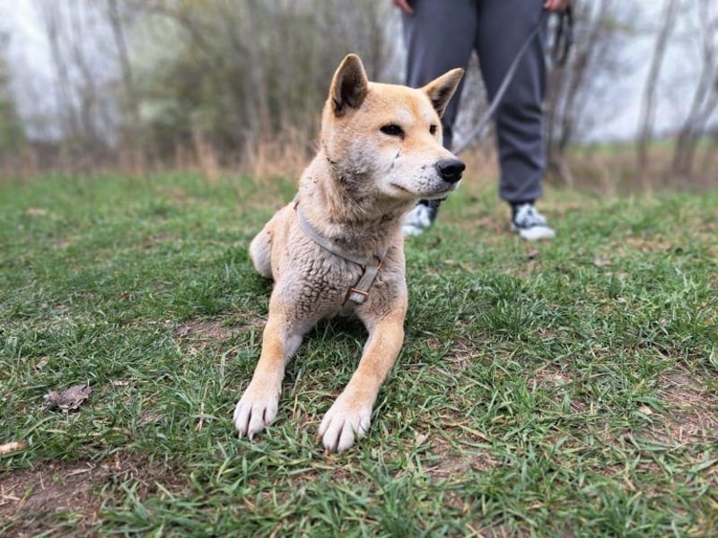 Yuki, energiegeladener, cleverer Shiba-Inu-Mix, 4 Jahre, ca. 43 cm, ca. 14 kg