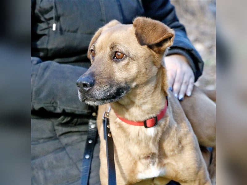 Zsani, liebenswerte Schmusebacke, ca. 5 Jahre, 45 cm, 15 kg