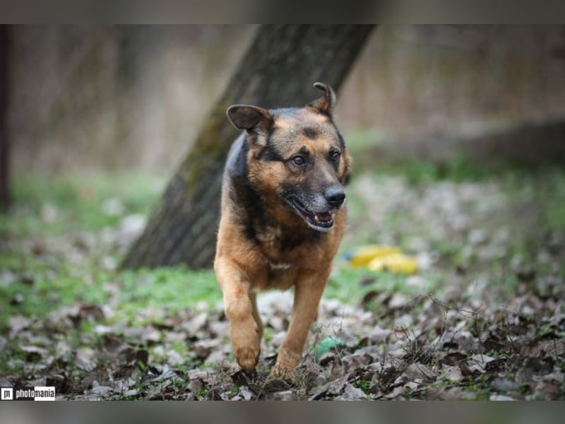 Oldie, verschmuster Hundeopi, ca. 10 Jahre, ca. 50 cm, ca. 26 kg