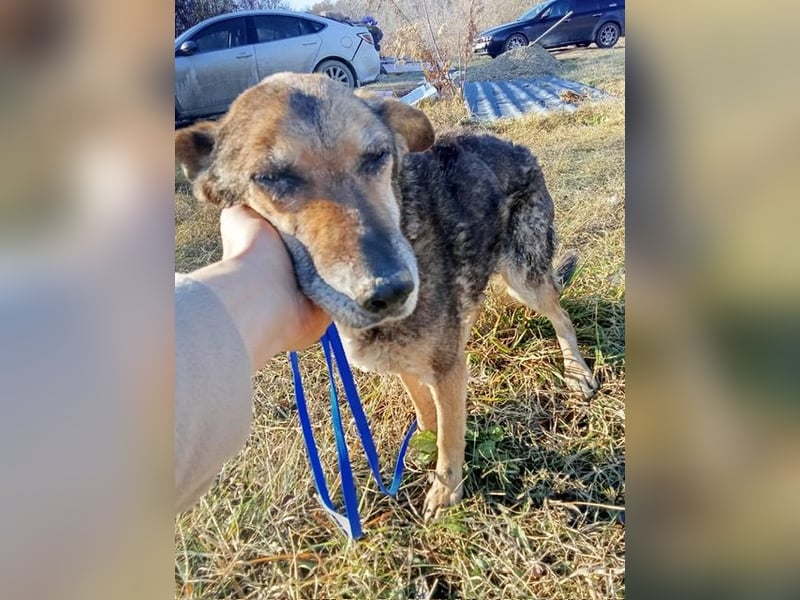 Suzy – neugierige Hundeomi, ca. 13 Jahre, ca. 48cm, ca. 11 kg