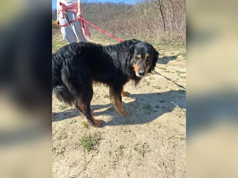 Zorro, sportlicher Clown, ca. 4 Jahre, ca. 44cm, ca. 12kg