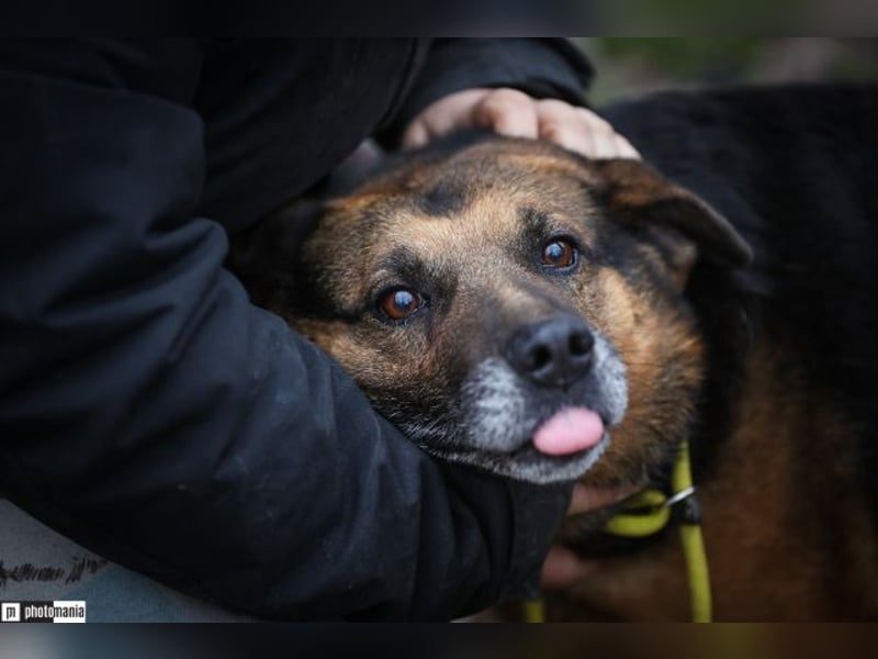 Oldie, verschmuster Hundeopi, ca. 10 Jahre, ca. 50 cm, ca. 26 kg