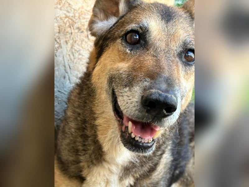 Suzy – neugierige Hundeomi, ca. 13 Jahre, ca. 48cm, ca. 11 kg