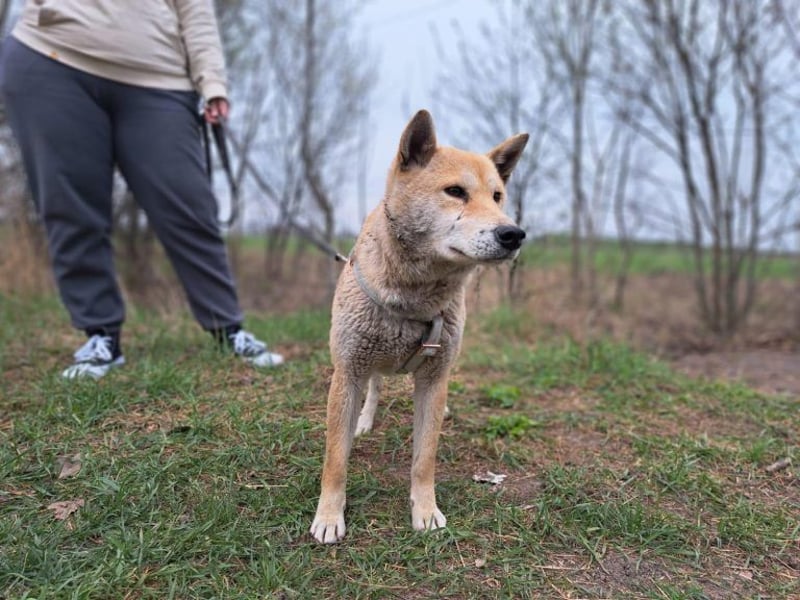 Yuki, energiegeladener, cleverer Shiba-Inu-Mix, 4 Jahre, ca. 43 cm, ca. 14 kg