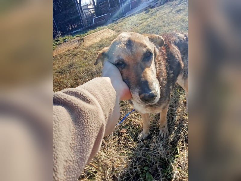 Suzy – neugierige Hundeomi, ca. 13 Jahre, ca. 48cm, ca. 11 kg