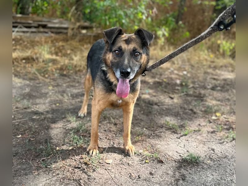 Oldie, verschmuster Hundeopi, ca. 10 Jahre, ca. 50 cm, ca. 26 kg