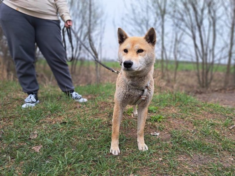 Yuki, energiegeladener, cleverer Shiba-Inu-Mix, 4 Jahre, ca. 43 cm, ca. 14 kg