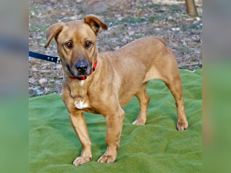 Zsani, liebenswerte Schmusebacke, ca. 5 Jahre, 45 cm, 15 kg