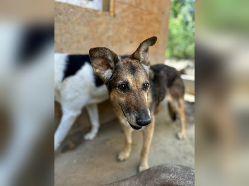 Suzy – neugierige Hundeomi, ca. 13 Jahre, ca. 48cm, ca. 11 kg