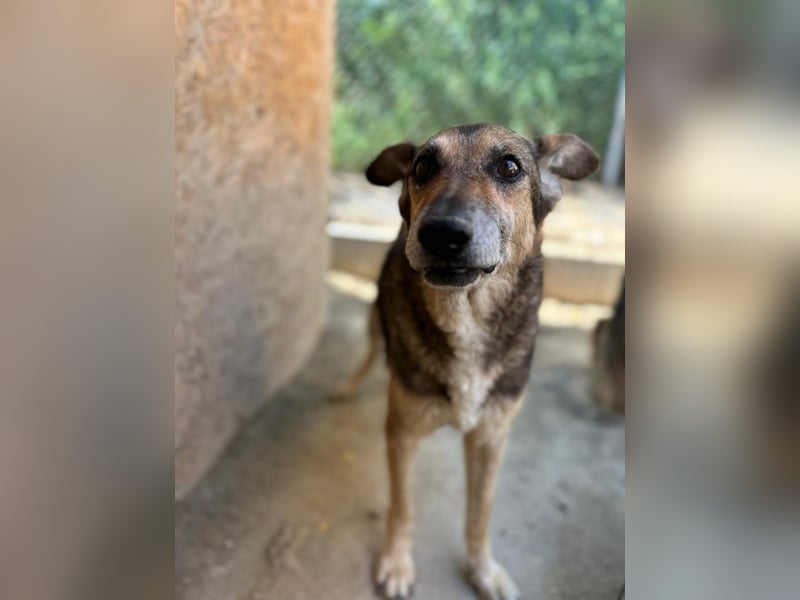 Suzy – neugierige Hundeomi, ca. 13 Jahre, ca. 48cm, ca. 11 kg