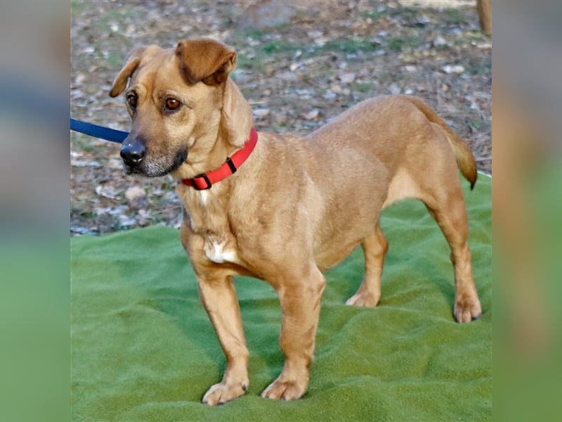 Zsani, liebenswerte Schmusebacke, ca. 5 Jahre, 45 cm, 15 kg