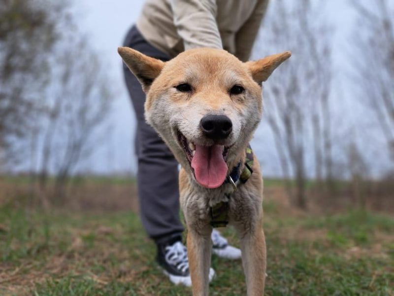 Yuki, energiegeladener, cleverer Shiba-Inu-Mix, 4 Jahre, ca. 43 cm, ca. 14 kg