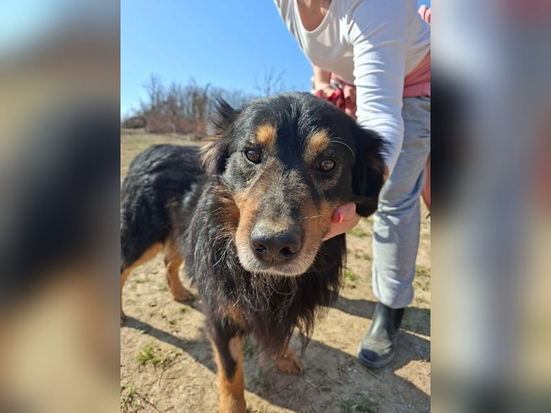 Zorro, sportlicher Clown, ca. 4 Jahre, ca. 44cm, ca. 12kg