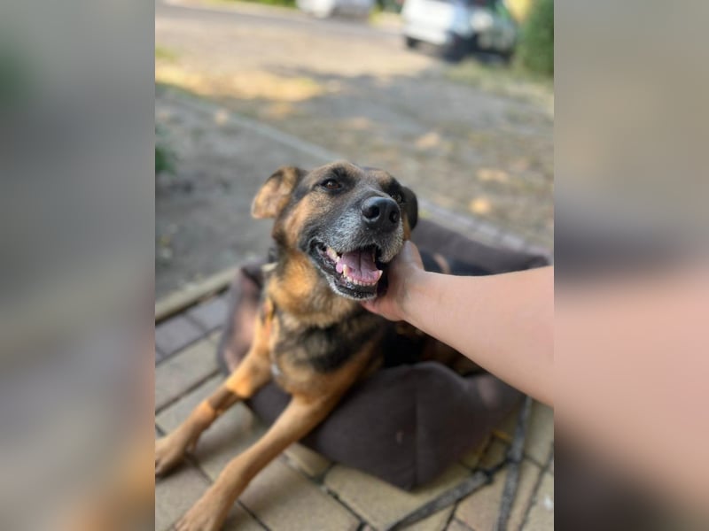 Oldie, verschmuster Hundeopi, ca. 10 Jahre, ca. 50 cm, ca. 26 kg