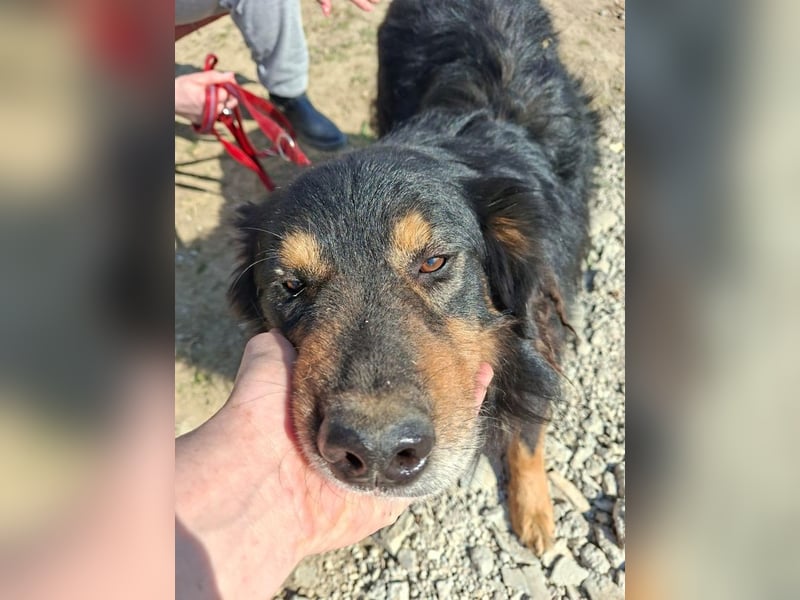 Zorro, sportlicher Clown, ca. 4 Jahre, ca. 44cm, ca. 12kg