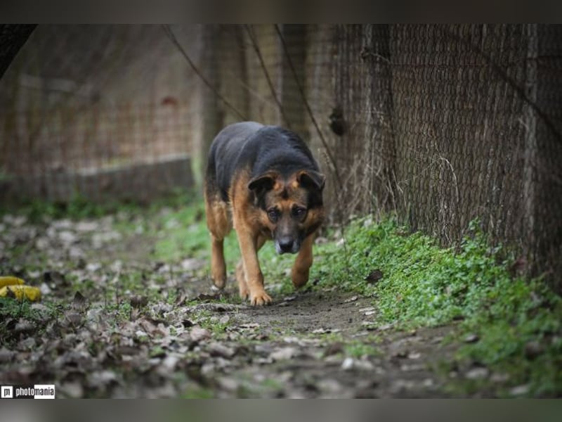 Oldie, verschmuster Hundeopi, ca. 10 Jahre, ca. 50 cm, ca. 26 kg