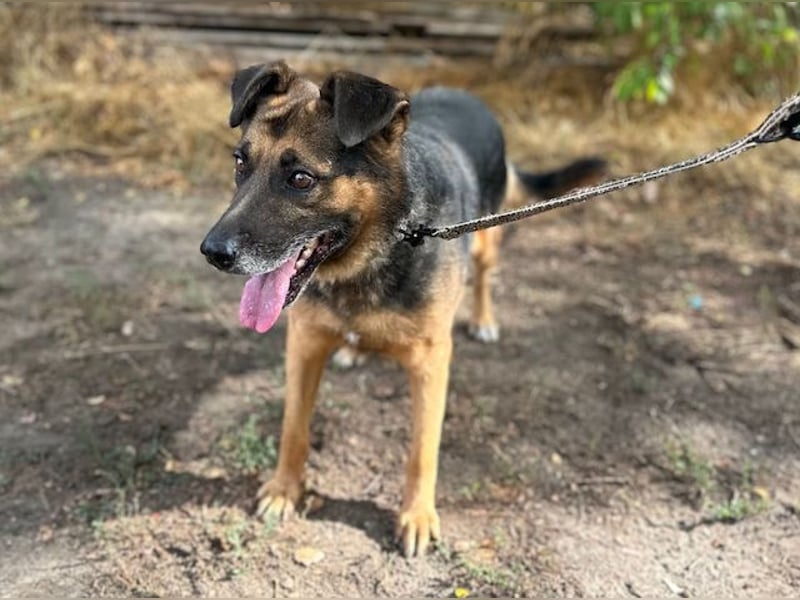 Oldie, verschmuster Hundeopi, ca. 10 Jahre, ca. 50 cm, ca. 26 kg