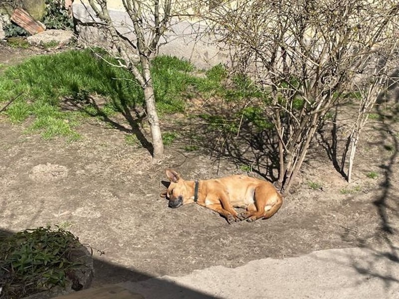 Zsani, liebenswerte Schmusebacke, ca. 5 Jahre, 45 cm, 15 kg