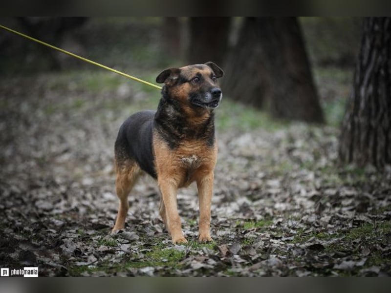 Oldie, verschmuster Hundeopi, ca. 10 Jahre, ca. 50 cm, ca. 26 kg