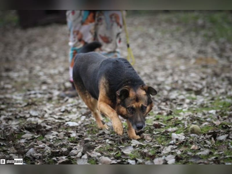 Oldie, verschmuster Hundeopi, ca. 10 Jahre, ca. 50 cm, ca. 26 kg