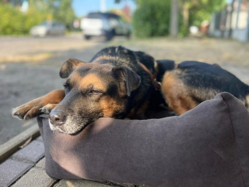 Oldie, verschmuster Hundeopi, ca. 10 Jahre, ca. 50 cm, ca. 26 kg