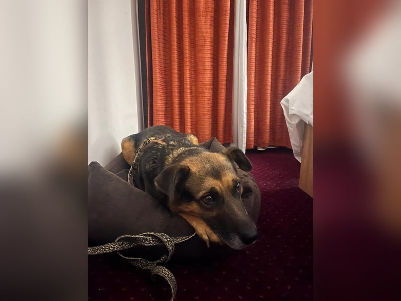 Oldie, verschmuster Hundeopi, ca. 10 Jahre, ca. 50 cm, ca. 26 kg