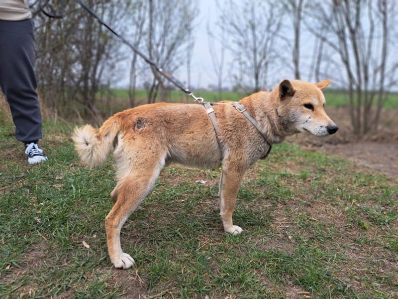Yuki, energiegeladener, cleverer Shiba-Inu-Mix, 4 Jahre, ca. 43 cm, ca. 14 kg