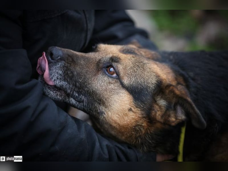 Oldie, verschmuster Hundeopi, ca. 10 Jahre, ca. 50 cm, ca. 26 kg