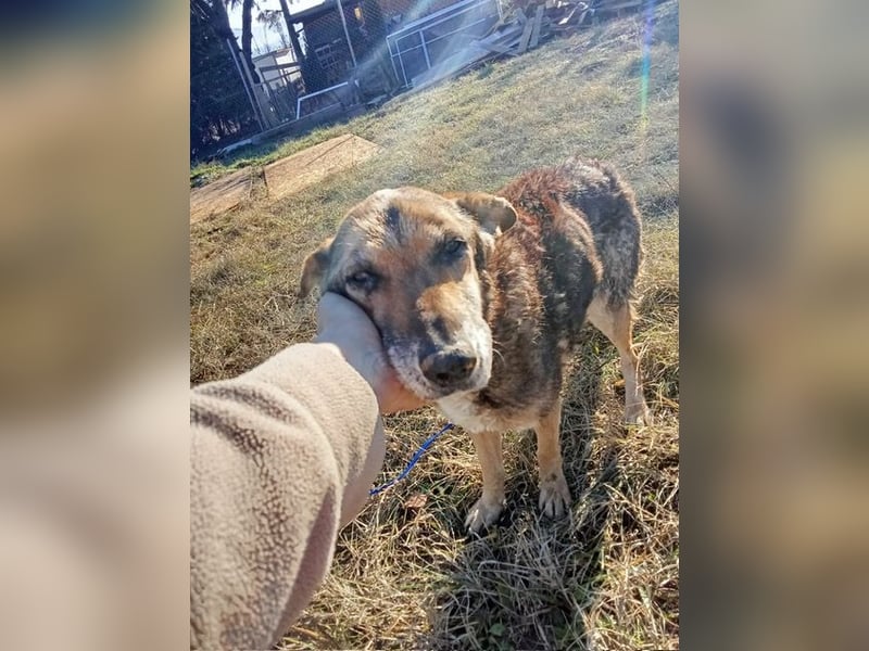 Suzy – neugierige Hundeomi, ca. 13 Jahre, ca. 48cm, ca. 11 kg