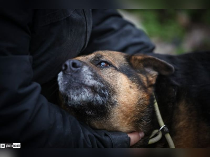 Oldie, verschmuster Hundeopi, ca. 10 Jahre, ca. 50 cm, ca. 26 kg