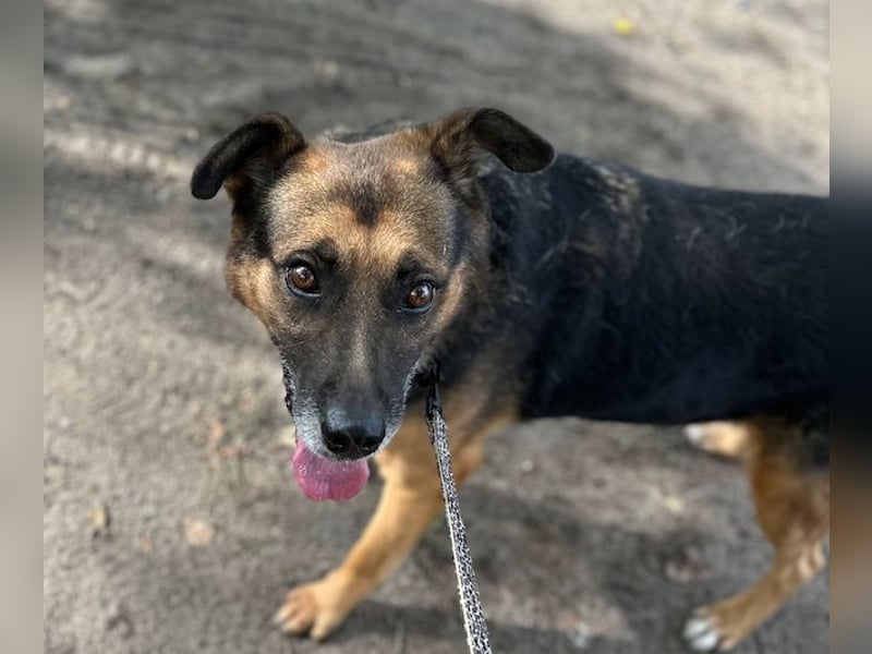 Oldie, verschmuster Hundeopi, ca. 10 Jahre, ca. 50 cm, ca. 26 kg