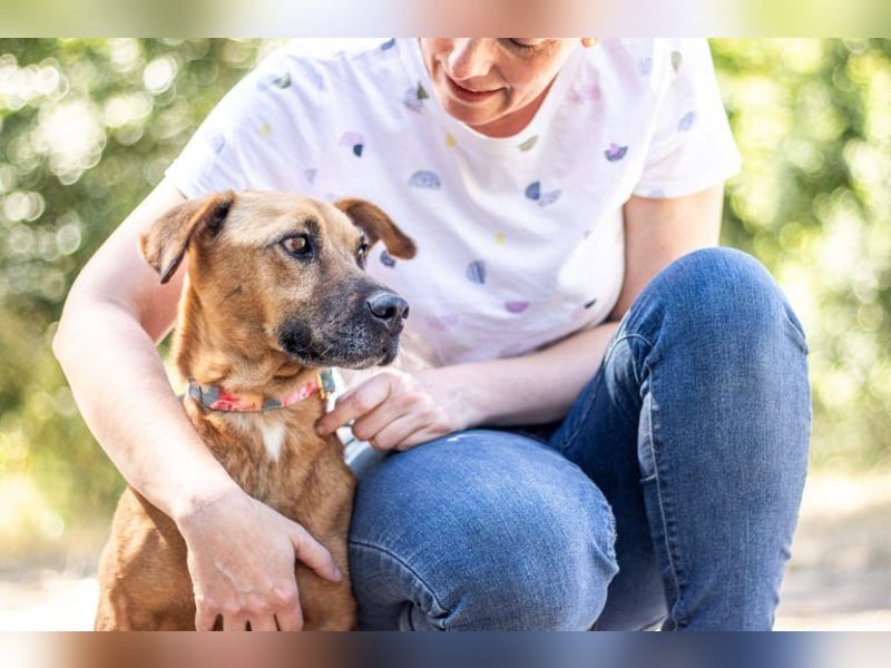 Zsani, liebenswerte Schmusebacke, ca. 5 Jahre, 45 cm, 15 kg