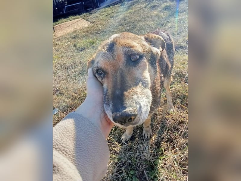 Suzy – neugierige Hundeomi, ca. 13 Jahre, ca. 48cm, ca. 11 kg