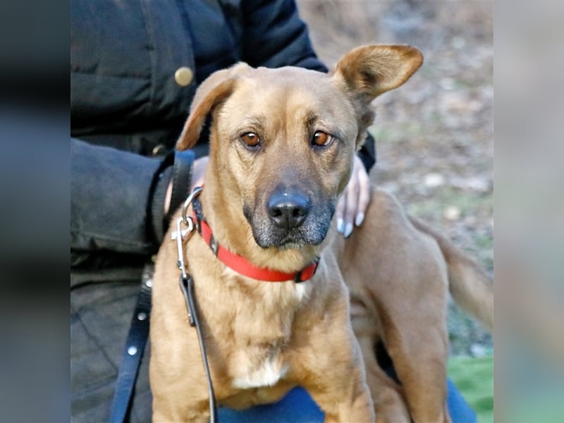 Zsani, liebenswerte Schmusebacke, ca. 5 Jahre, 45 cm, 15 kg