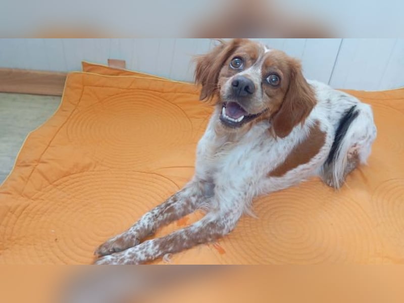 Odessa, sanfte verträgliche Hündin, ca. 3 Jahre, ca. 41 cm, ca. 9 kg *bald in 85604 Zorneding*