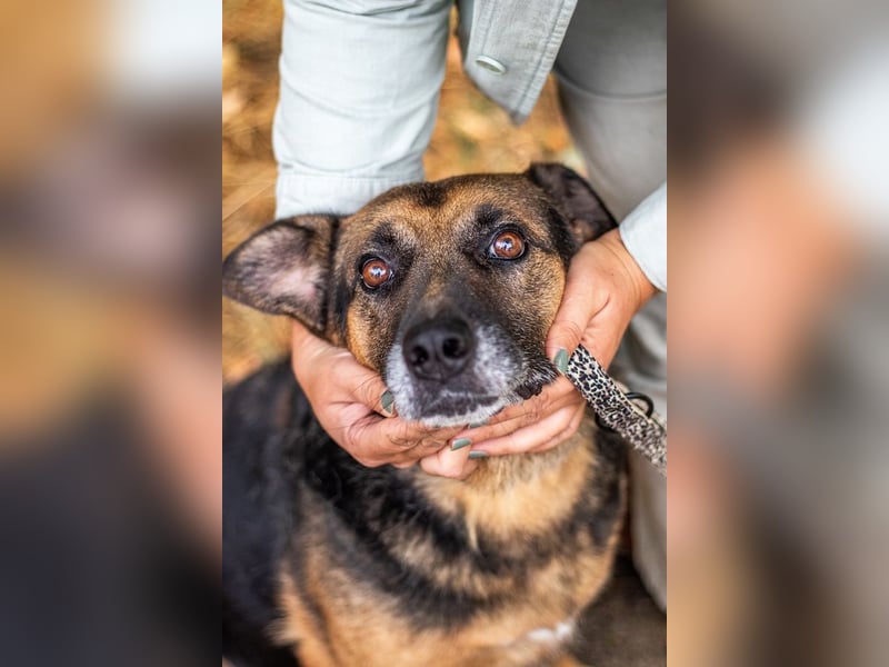 Oldie, verschmuster Hundeopi, ca. 10 Jahre, ca. 50 cm, ca. 26 kg