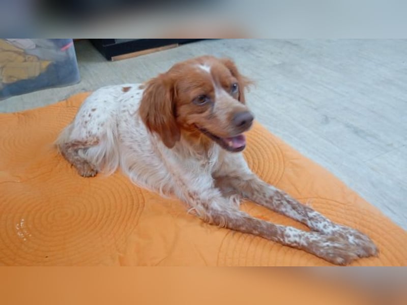 Odessa, sanfte verträgliche Hündin, ca. 3 Jahre, ca. 41 cm, ca. 9 kg *bald in 85604 Zorneding*