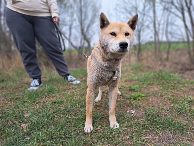Yuki, energiegeladener, cleverer Shiba-Inu-Mix, 4 Jahre, ca. 43 cm, ca. 14 kg