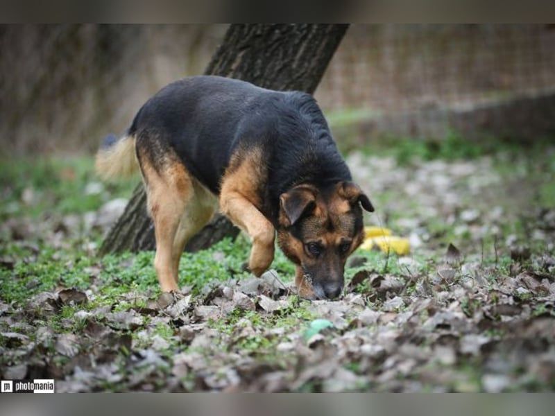 Oldie, verschmuster Hundeopi, ca. 10 Jahre, ca. 50 cm, ca. 26 kg