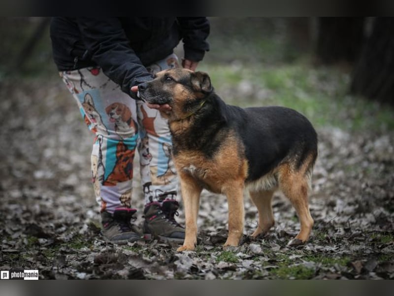 Oldie, verschmuster Hundeopi, ca. 10 Jahre, ca. 50 cm, ca. 26 kg