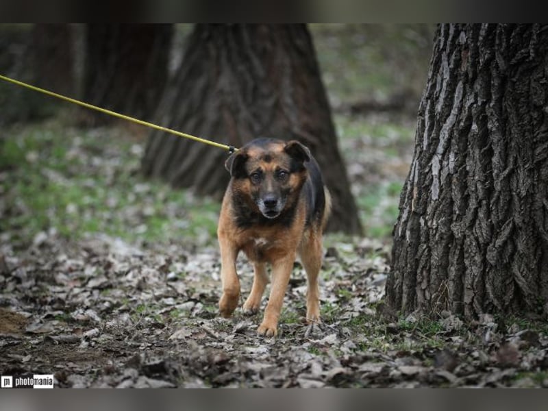 Oldie, verschmuster Hundeopi, ca. 10 Jahre, ca. 50 cm, ca. 26 kg