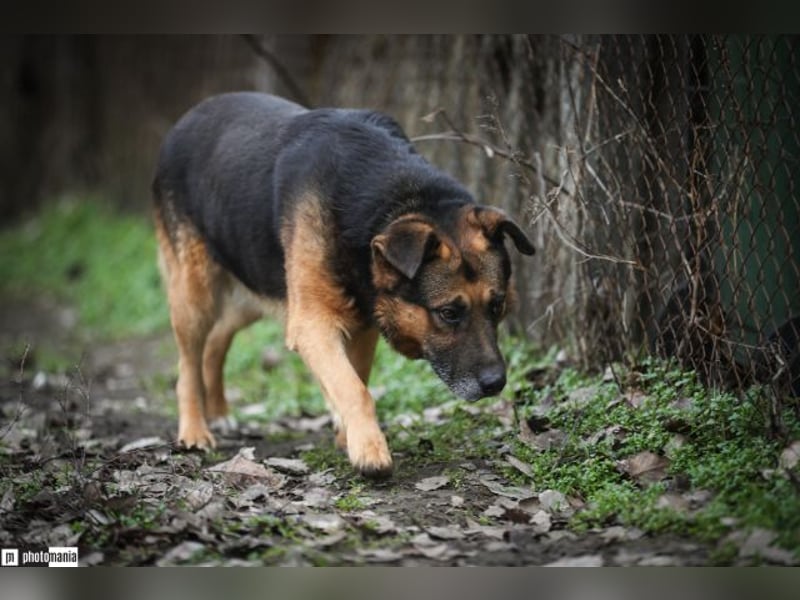 Oldie, verschmuster Hundeopi, ca. 10 Jahre, ca. 50 cm, ca. 26 kg