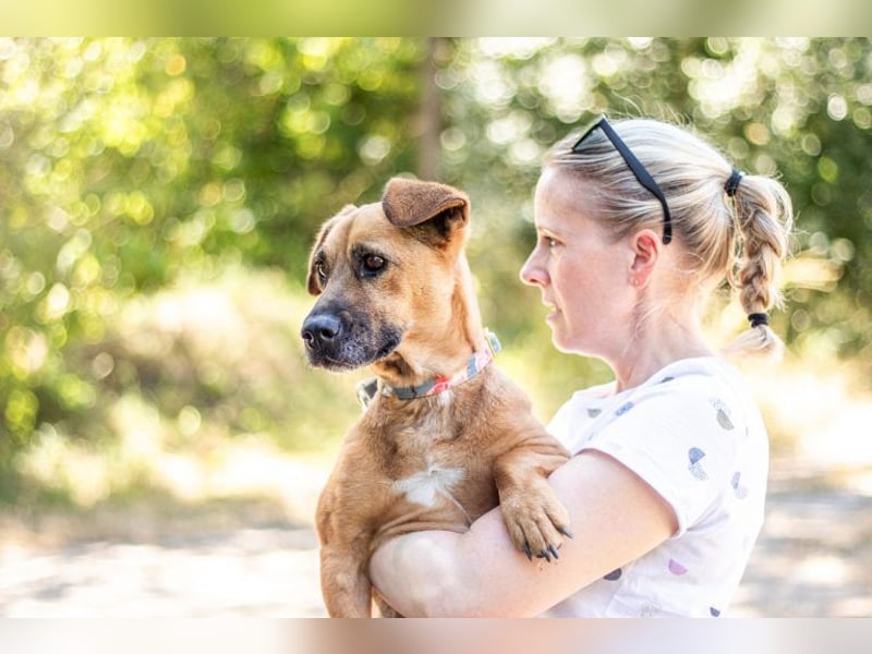 Zsani, liebenswerte Schmusebacke, ca. 5 Jahre, 45 cm, 15 kg