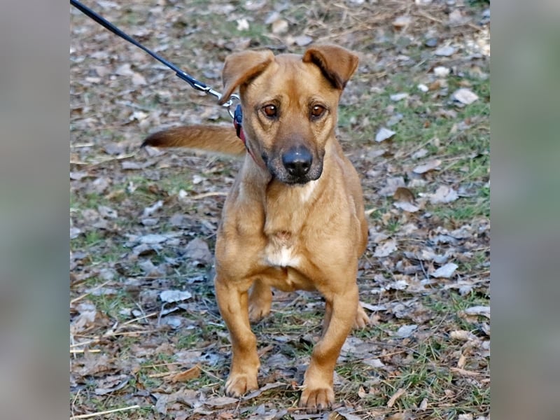 Zsani, liebenswerte Schmusebacke, ca. 5 Jahre, 45 cm, 15 kg