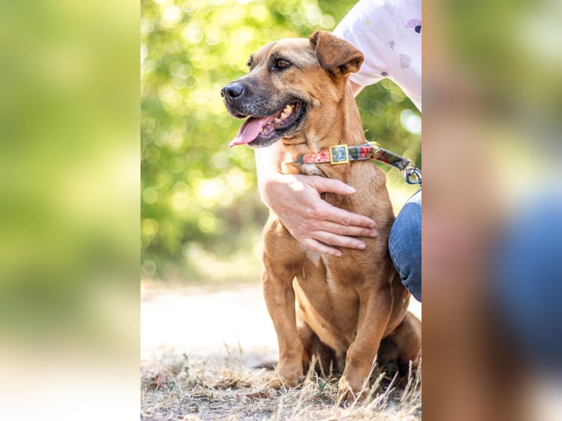 Zsani, liebenswerte Schmusebacke, ca. 5 Jahre, 45 cm, 15 kg