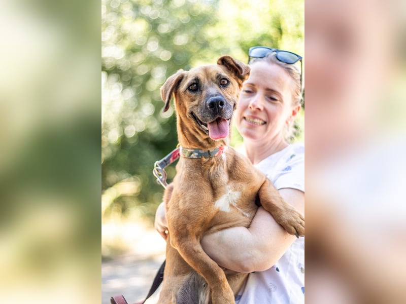 Zsani, liebenswerte Schmusebacke, ca. 5 Jahre, 45 cm, 15 kg