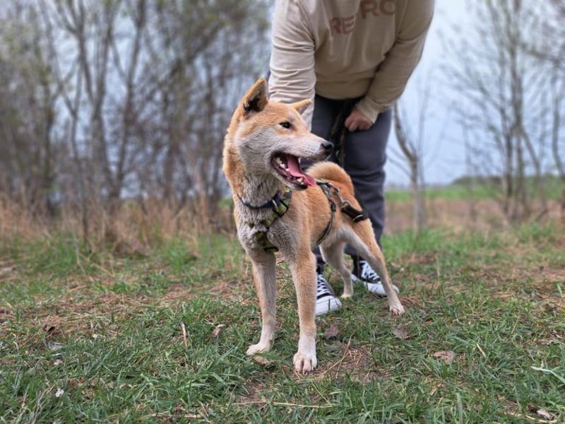 Yuki, energiegeladener, cleverer Shiba-Inu-Mix, 4 Jahre, ca. 43 cm, ca. 14 kg
