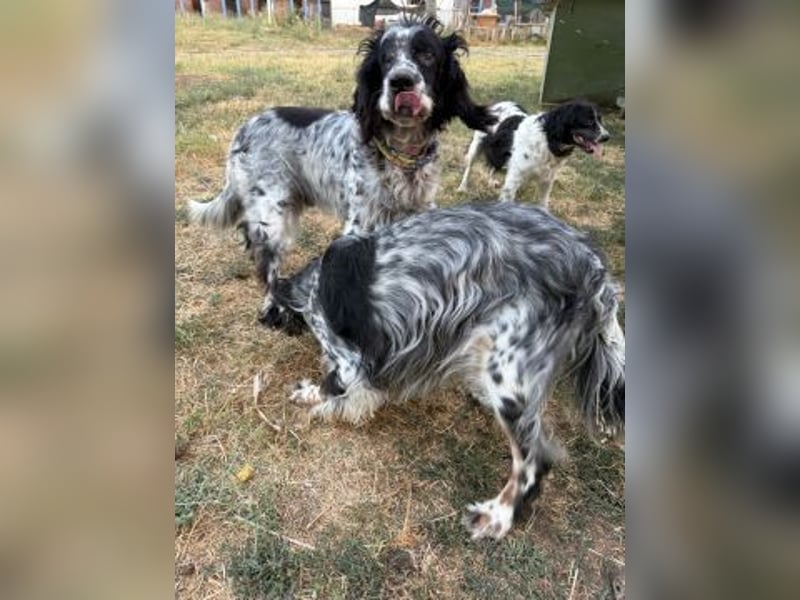 *Handicap* Lola - freundliche, menschenbezogene Setter-Mix-Hündin