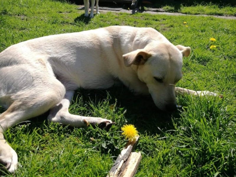 liebe sanfte Hündin, liebt Kinder und Familie